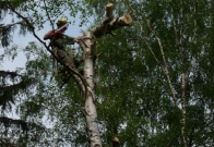 rizikové kácení stromů