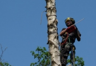 rizikové kácení stromů